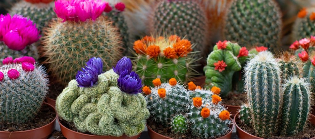 Tuincentrum Schalk | Cactussen en Vetplanten