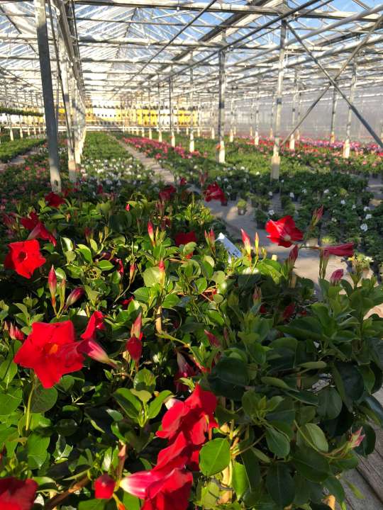 Tuincentrum Schalk | Perkplanten uit eigen kwekerij Tuincentrum Schalk | Perkplanten uit eigen kwekerij