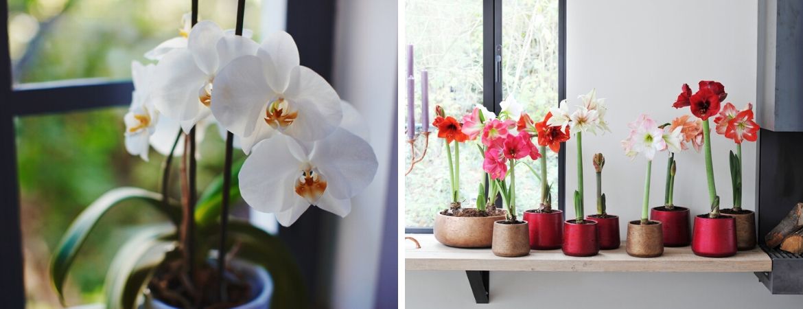 Populaire bloeiende kamerplanten | Tuincentrum Schalk, nabij Breda