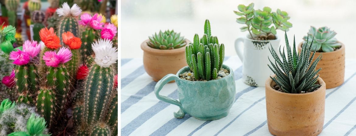 Cactussen en vetplanten | Tuincentrum Schalk, nabij Breda Cactussen en vetplanten | Tuincentrum Schalk, nabij Breda