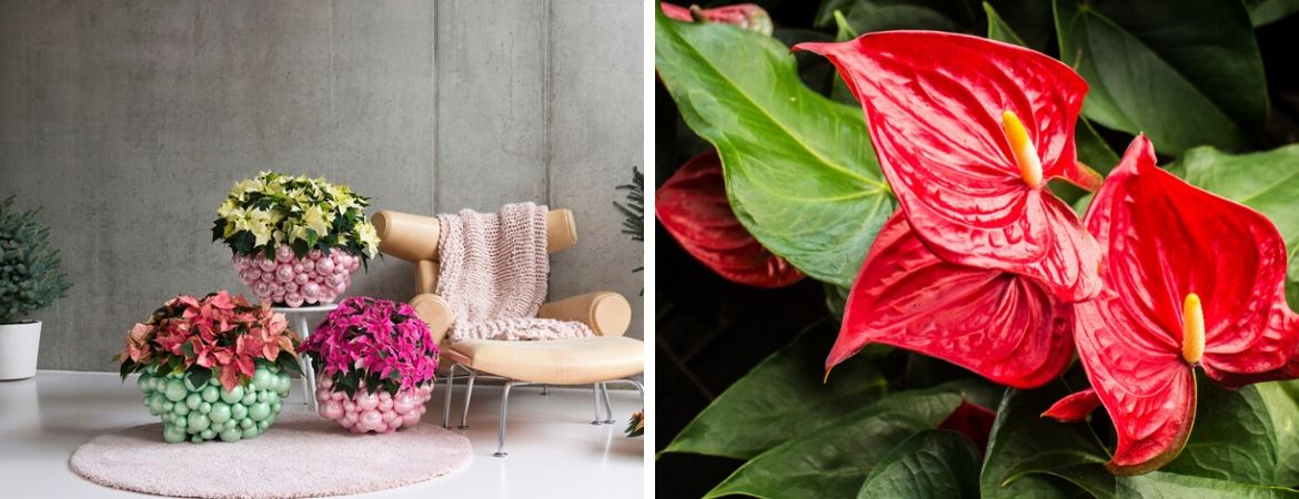 Populaire bloeiende kamerplanten | Tuincentrum Schalk, nabij Breda