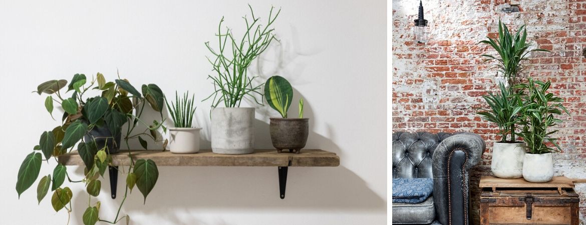 Populaire groene kamerplanten | Tuincentrum Schalk, nabij Breda