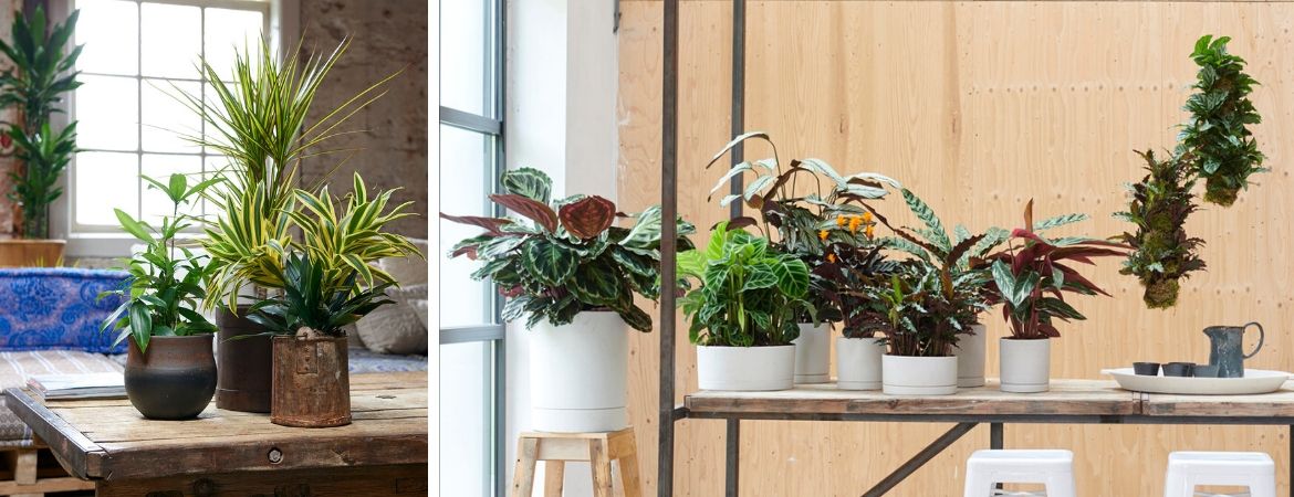 Populaire groene kamerplanten | Tuincentrum Schalk, nabij Breda