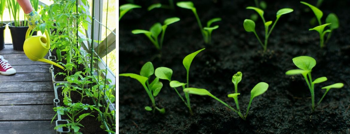 Tuincentrum Schalk | Breda | Moestuin | Kweken
