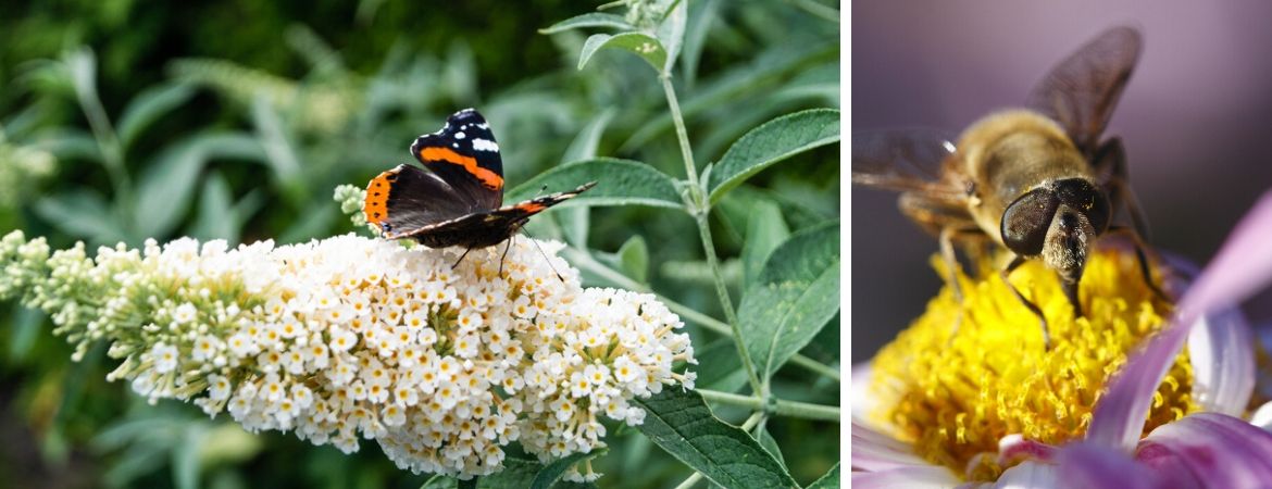 Tuincentrum Schalk Prinsenbeek | Breda | Vlinders | Insecten | Tuin | Biodiversiteit