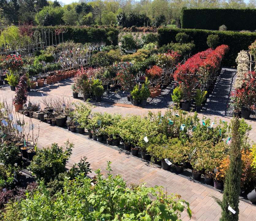 Tuinplanten | Tuincentrum Schalk | Breda