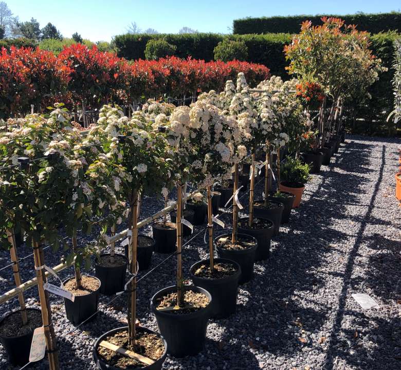 Tuinplanten | Tuincentrum Schalk | Eigen kwekerij
