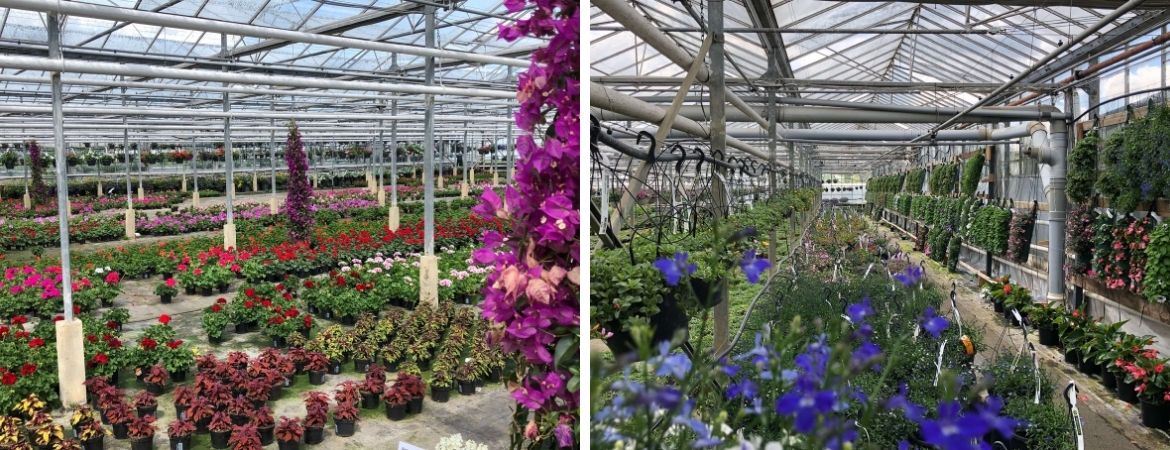 Tuincentrum Schalk | Perkplanten uit eigen kwekerij Tuincentrum Schalk | Perkplanten uit eigen kwekerij