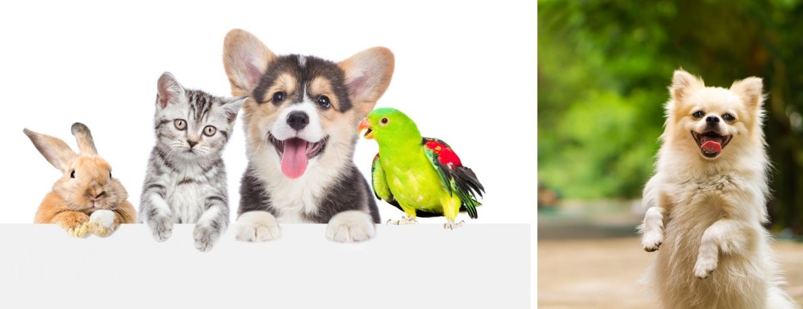 Dierenwinkel bij Tuincentrum Schalk, nabij Breda
