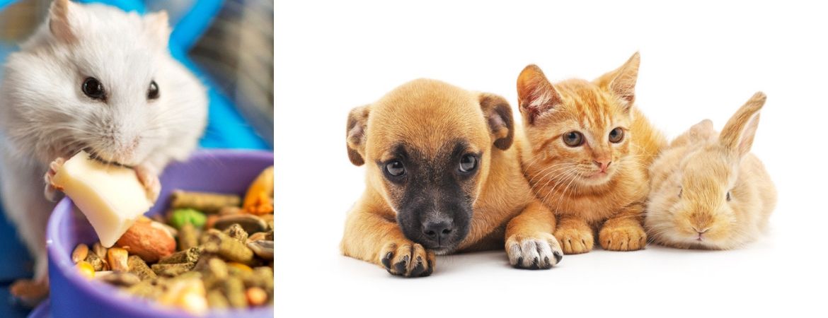 Dierenwinkel bij Tuincentrum Schalk, nabij Breda