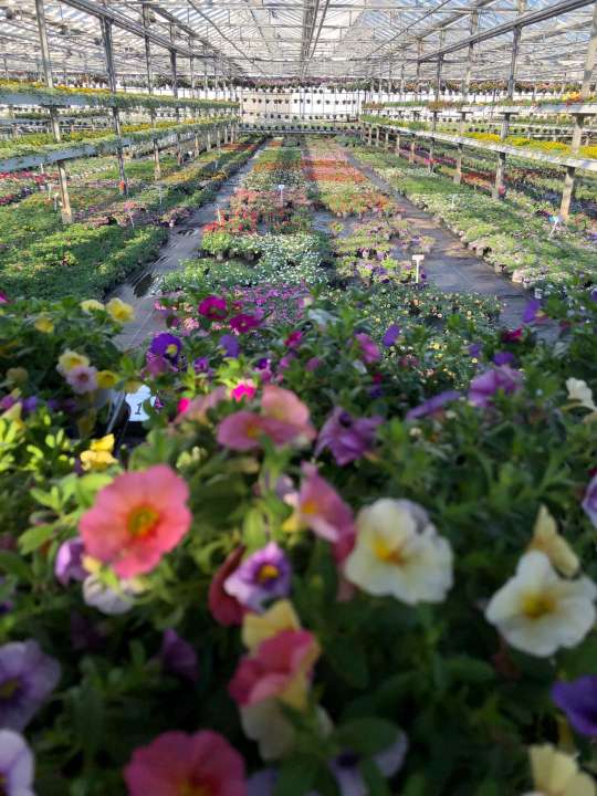 Tuincentrum Schalk | Perkplanten uit eigen kwekerij Tuincentrum Schalk | Perkplanten uit eigen kwekerij