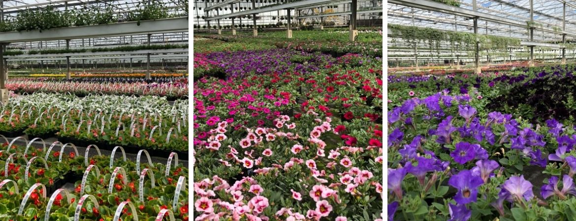 Tuincentrum Schalk | Perkplanten uit eigen kwekerij Tuincentrum Schalk | Perkplanten uit eigen kwekerij