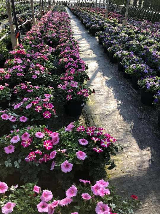 Tuincentrum Schalk | Perkplanten uit eigen kwekerij