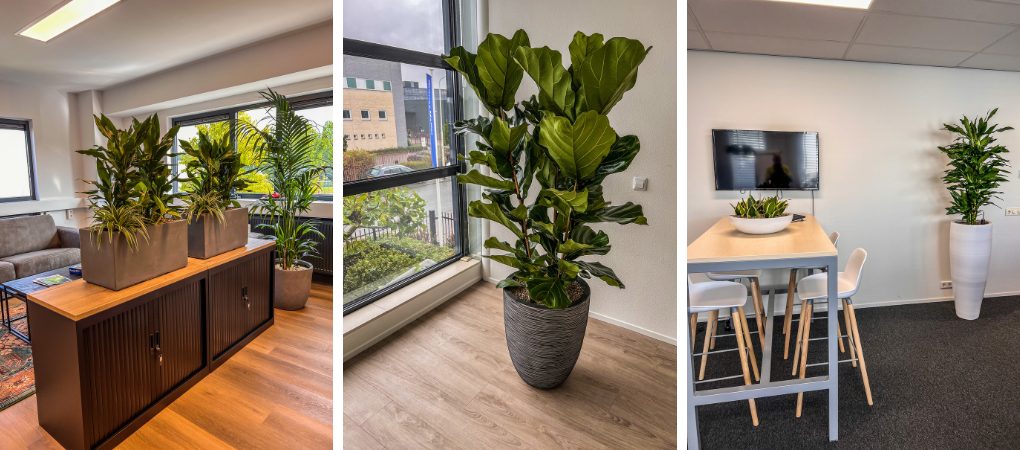 Kantoorplanten bij Tuincentrum Schalk Kantoorplanten bij Tuincentrum Schalk