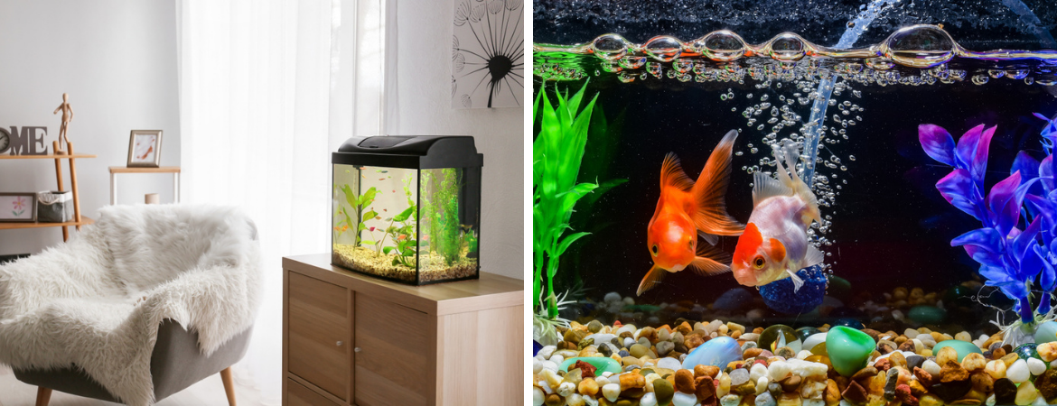 Tuincentrum Schalk | Aquarium | Aquarium planten Tuincentrum Schalk | Aquarium | Aquarium planten