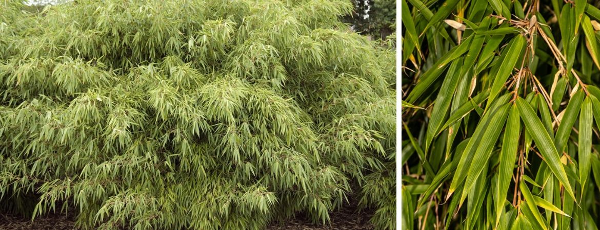 Bamboe kopen | Fargesia | Tuincentrum Schalk | Breda Bamboe kopen | Fargesia | Tuincentrum Schalk | Breda