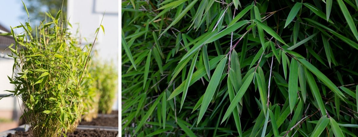 Bamboe kopen | Fargesia | GroenRijk Prinsenbeek | Breda Bamboe kopen | Fargesia | Tuincentrum Schalk | Breda