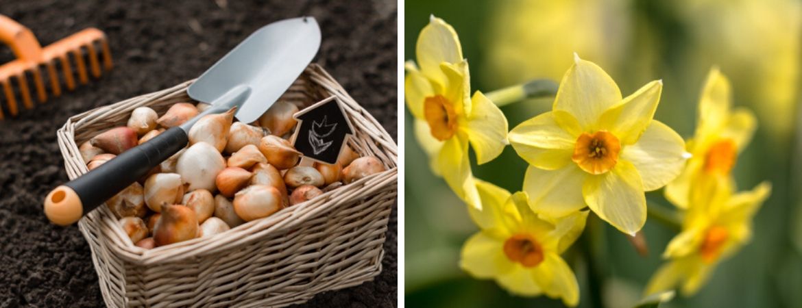 Tuincentrum Schalk | Breda | Bloembollen | Zaden | Voorjaarsbollen | Najaarsbollen Tuincentrum Schalk | Breda | Bloembollen | Zaden | Voorjaarsbollen | Najaarsbollen