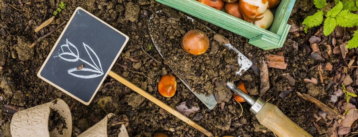 Tuincentrum Schalk | Breda | Bloembollen | Zaden | Voorjaarsbollen | Najaarsbollen Tuincentrum Schalk | Breda | Bloembollen | Zaden | Voorjaarsbollen | Najaarsbollen