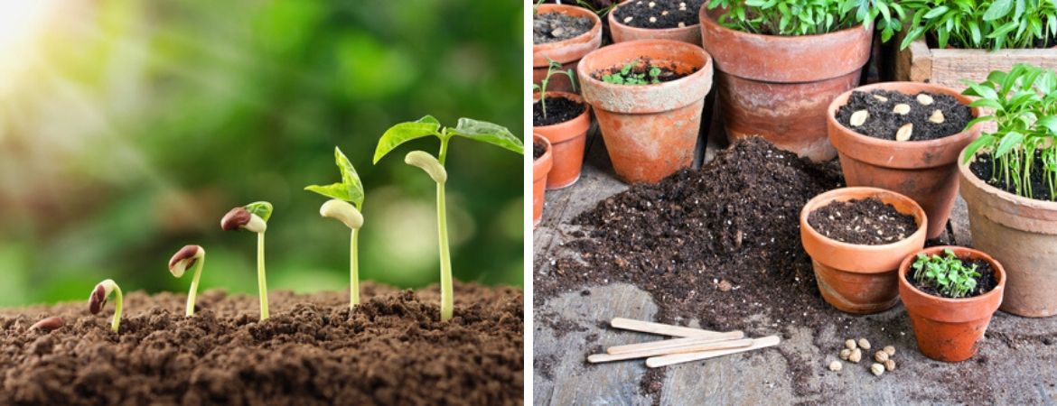 Tuincentrum Schalk | Breda | Bloembollen | Zaden | Voorjaarsbollen | Najaarsbollen Tuincentrum Schalk | Breda | Bloembollen | Zaden | Voorjaarsbollen | Najaarsbollen