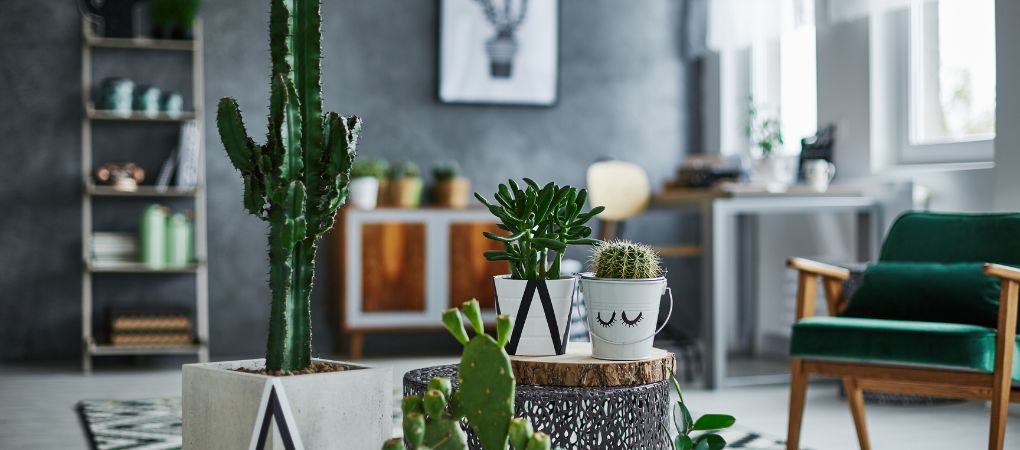 Tuincentrum Schalk | Cactussen en Vetplanten