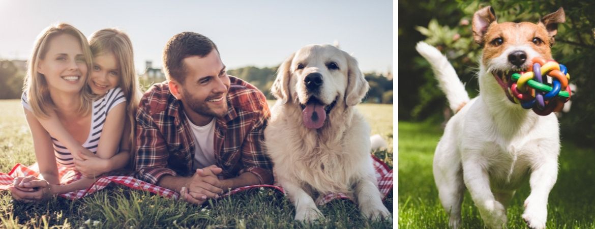Alles voor jouw hond vind je in de dierenwinkel bij Tuincentrum Schalk, nabij Breda Alles voor jouw hond vind je in de dierenwinkel bij Tuincentrum Schalk, nabij Breda