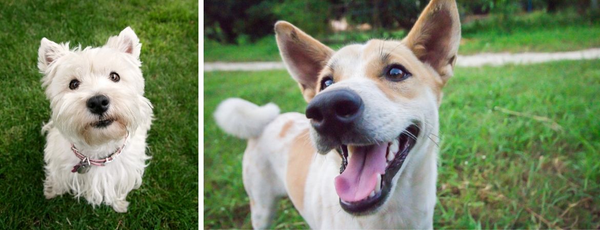 Alles voor uw hond vindt u in de dierenwinkel bij GroenRijk Schalk Prinsenbeek, nabij Breda Alles voor jouw hond vind je in de dierenwinkel bij Tuincentrum Schalk, nabij Breda