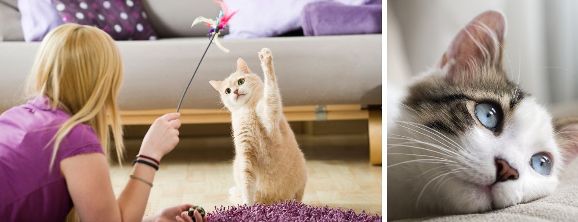 Alles voor katten of poezen vind je op onze dierenafdeling bij Tuincentrum Schalk in Prinsenbeek Alles voor katten of poezen vind je op onze dierenafdeling bij Tuincentrum Schalk in Prinsenbeek