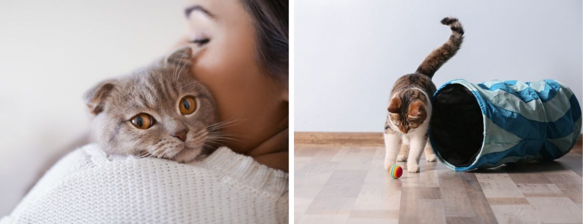 Alles voor katten of poezen vind je op onze dierenafdeling bij Tuincentrum Schalk in Prinsenbeek Alles voor katten of poezen vind je op onze dierenafdeling bij Tuincentrum Schalk in Prinsenbeek