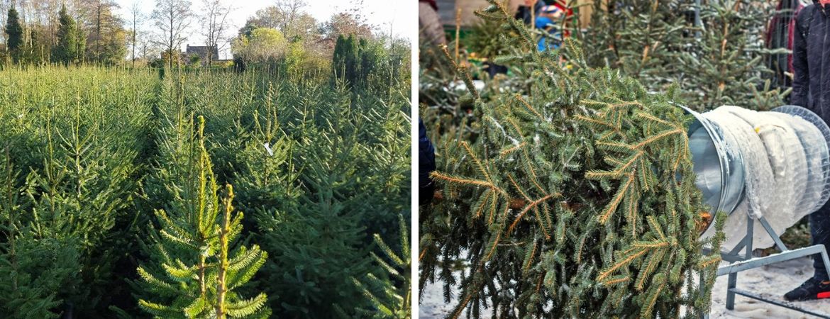 Kerstbomen kopen bij Tuincentrum Schalk, nabij Breda