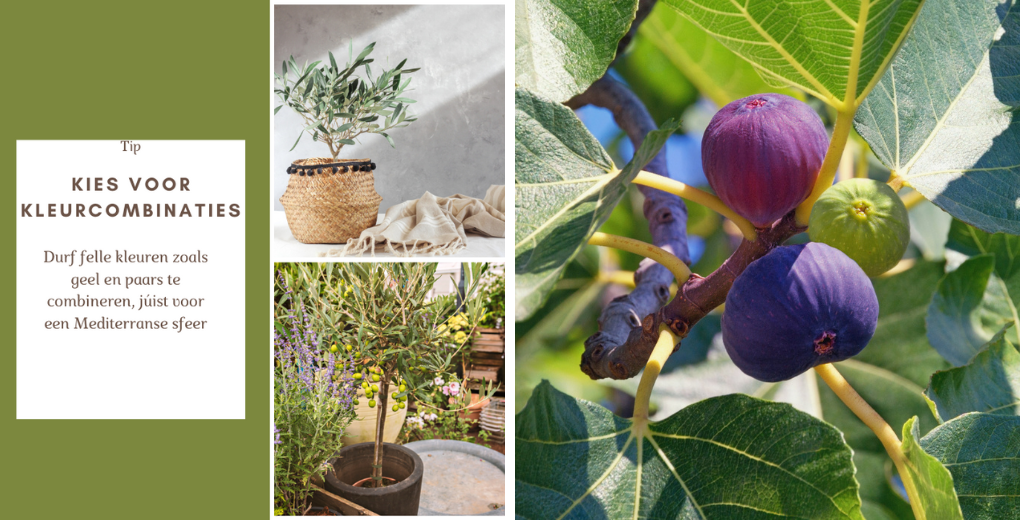 Tuincentrum Schalk | Mediterrane planten Tuincentrum Schalk | Mediterrane planten