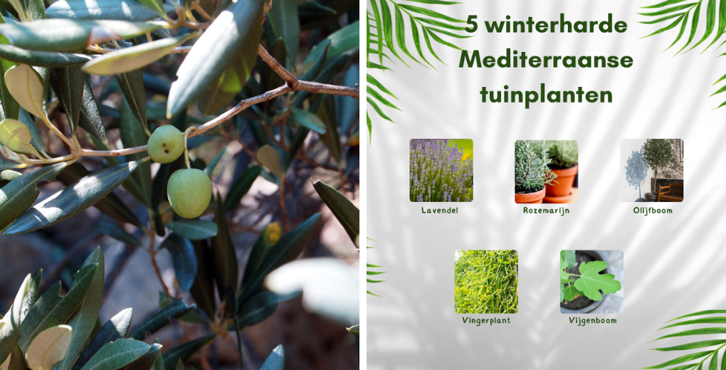 Tuincentrum Schalk | Mediterrane planten Tuincentrum Schalk | Mediterrane planten