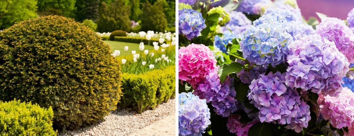 Tuincentrum Schalk in Prinsenbeek | Breda | Vaste planten