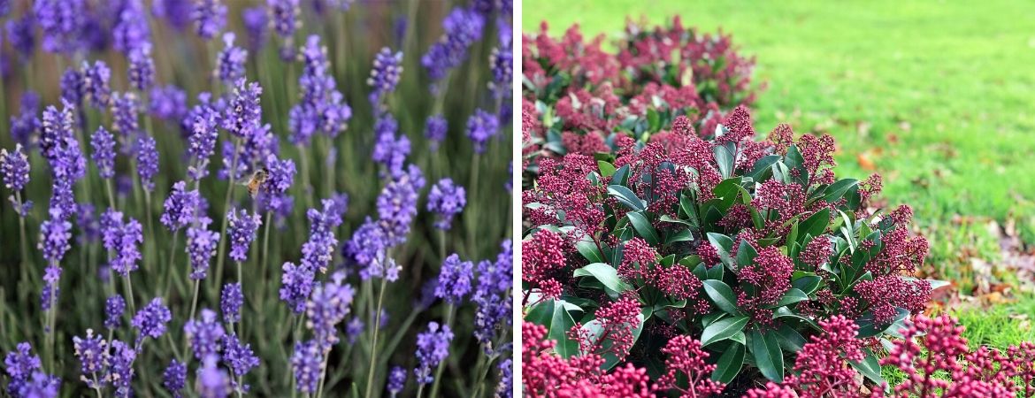 Tuincentrum Schalk in Prinsenbeek | Breda | Vaste planten