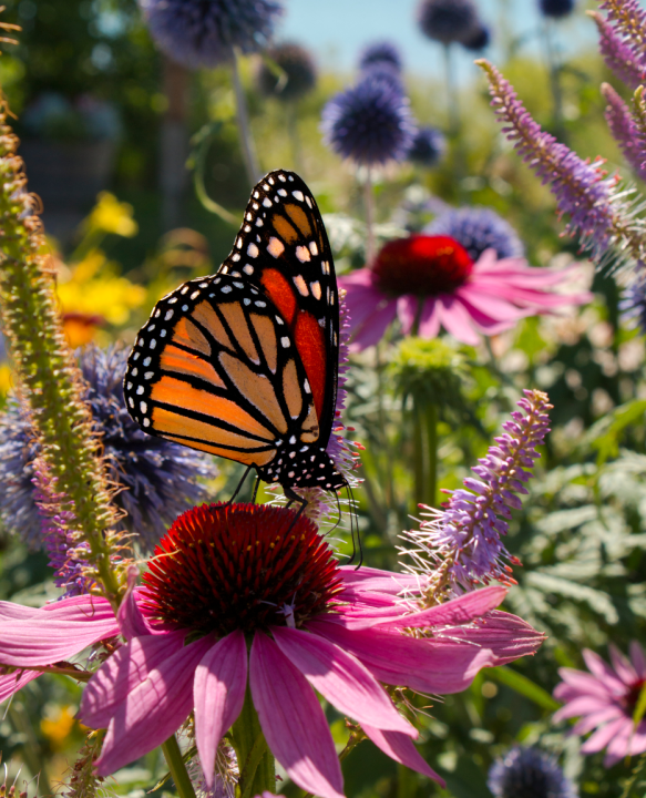 Echinacea kopen? Kom naar Tuincentrum Schalk Prinsenbeek!