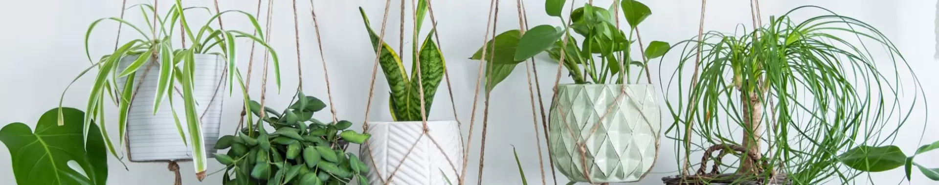 Kamerplanten Mooie kamerplanten