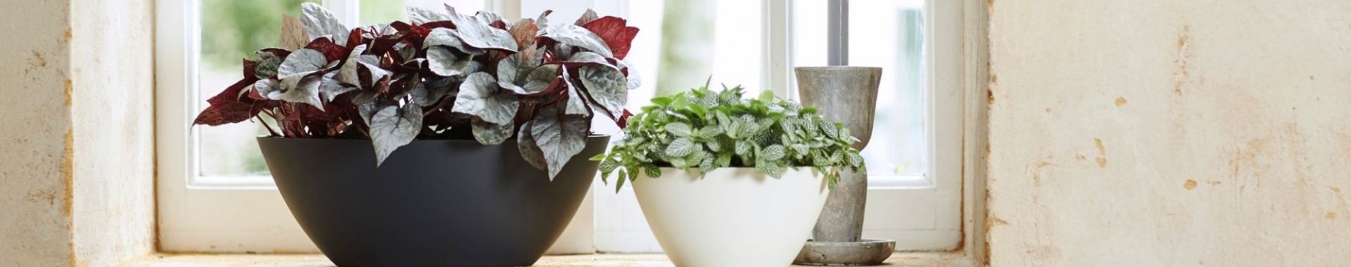 Potterie Bij iedere plant hoort een pot