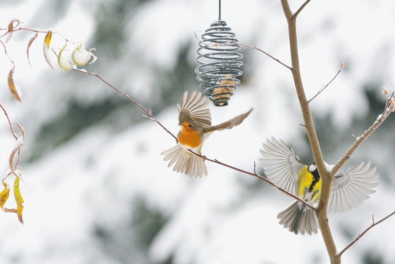 15 tuintips voor december