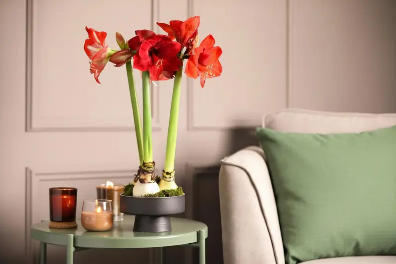 Amaryllis: dé blikvanger tijdens de feestdagen
