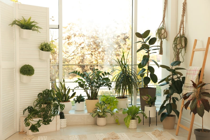 Kerstboom eruit, kamerplant erin!