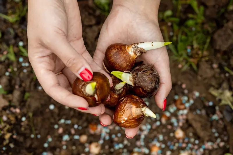 Laatste kans om voorjaarsbollen te planten