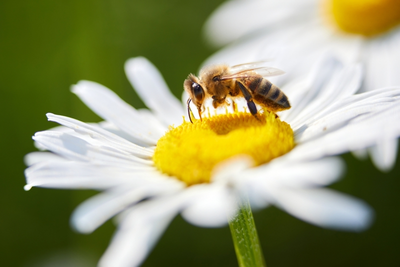 Maak van je tuin een bijenbuffet