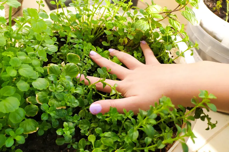 Mini-moestuintje maken in een pot (met de kinderen!)
