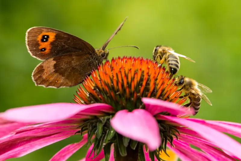 Tuinieren zonder afval: zero-waste principes toegepast op buitenleven