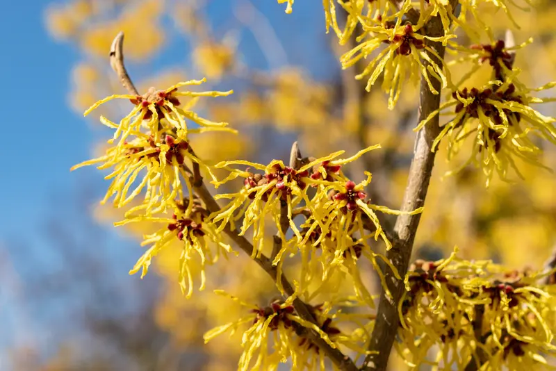 Winterbloeiers voor meer kleur
