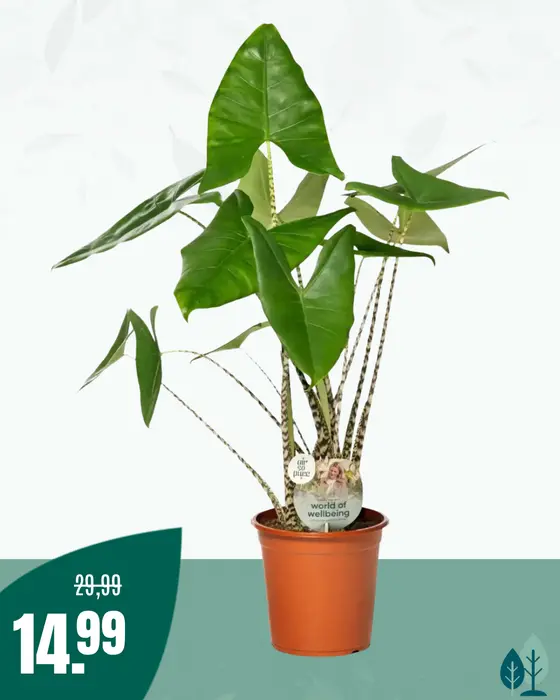Alocasia