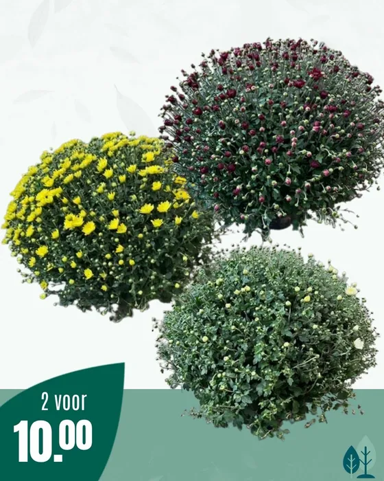 Bolchrysant