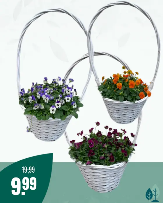 Hengselmand violen
