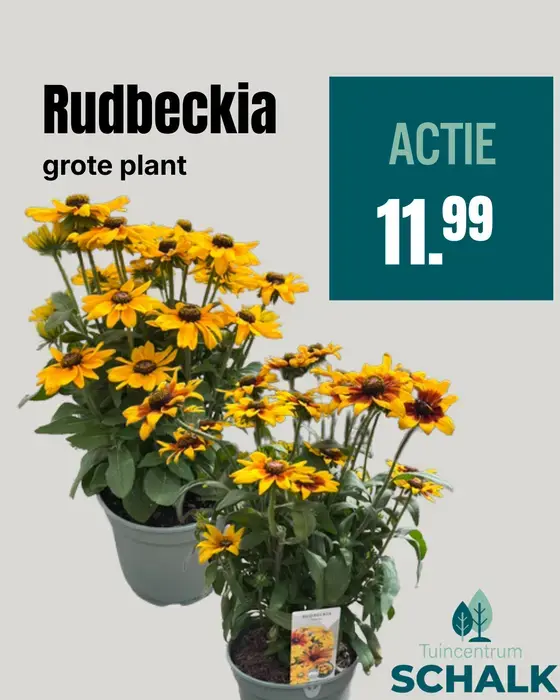 Rudbeckia