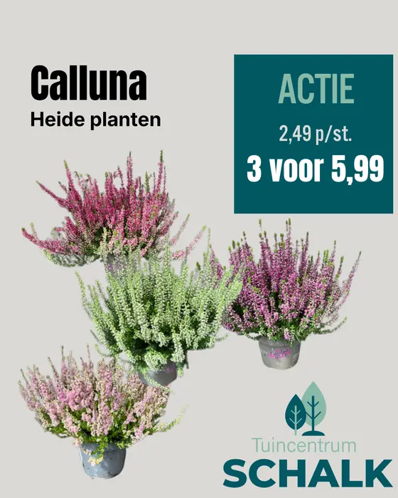 Calluna